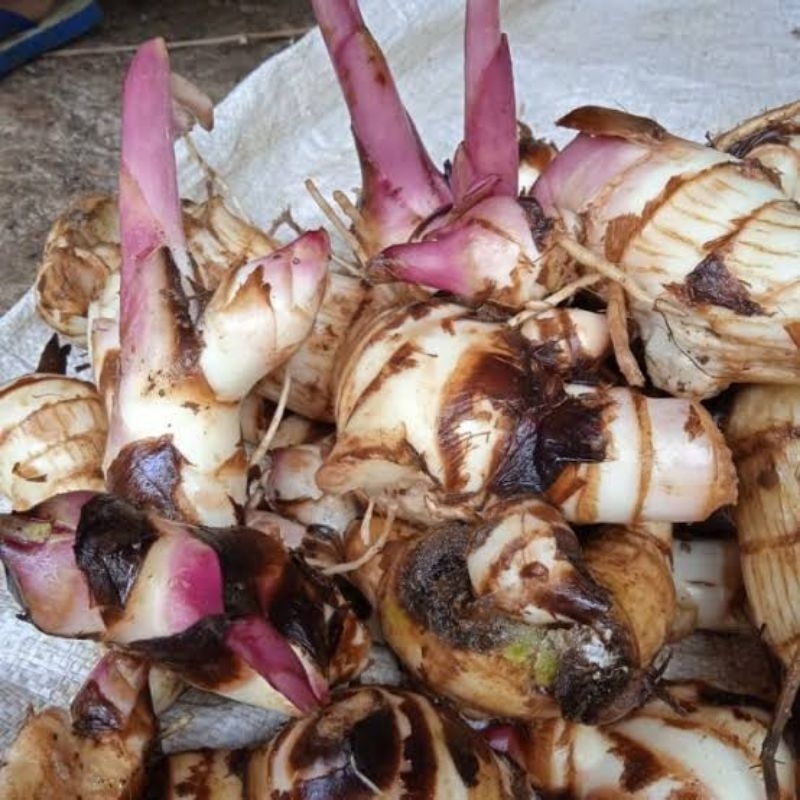 

UMBI GANYONG FRESH LANGSUNG PANEN UNTUK DI KIRIM JAMINAN FRESH 100%