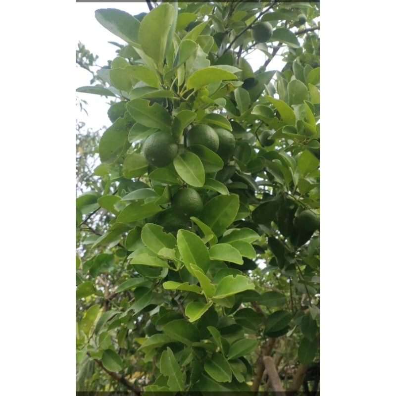 

jeruk nipis segar langsung dari pohonya 1kg