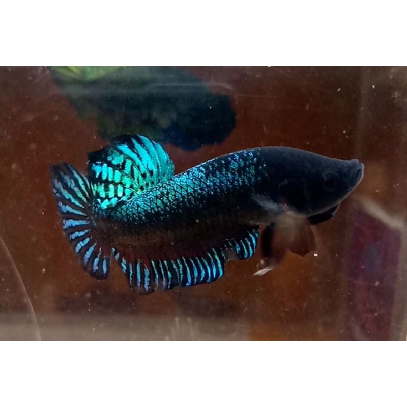 betta fighter/ cupang aduan/ import
