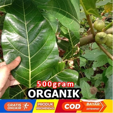 

Daun awar-awar Keciyat 500 gram