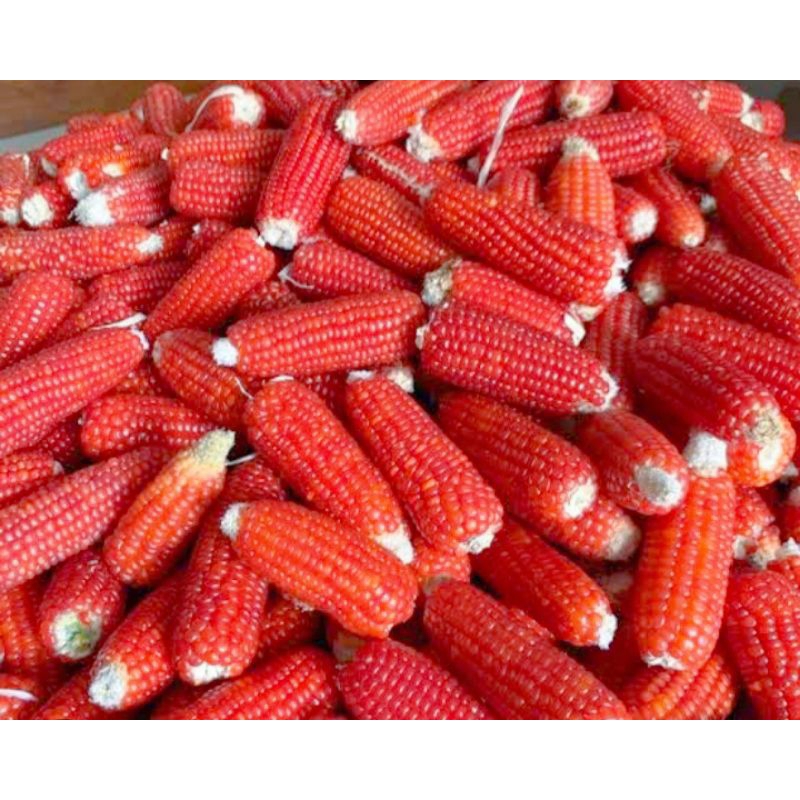

JAGUNG UTUH/JAGUNG KECIL KRISTAL/JAGUNG PAKAN AYAM/HAMSTER DAN PAKAN BURUNG