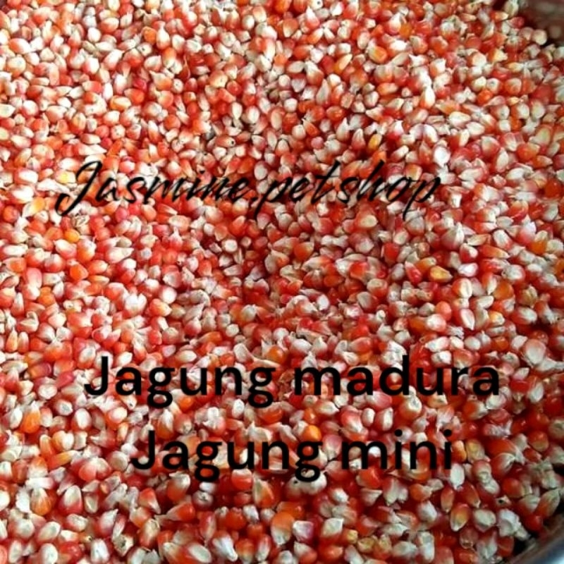 Jagung mini , jagung madura , pakan burung , jagung kristal / jagung kristal merpati