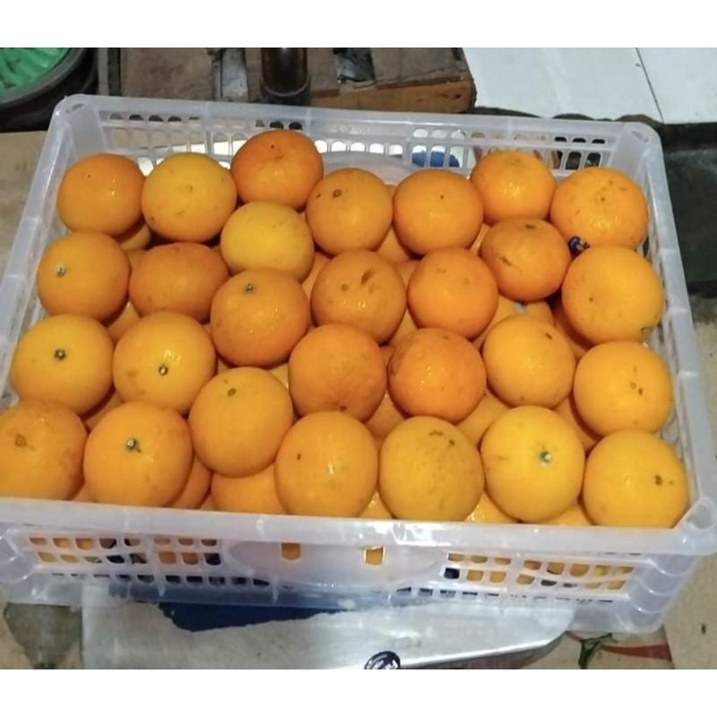 

Indukbuah Buah Jeruk Mandarin Wogan Wokam Manis Seger 1 Keranjang