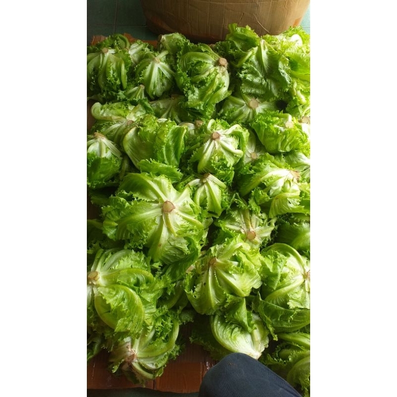 

sayur lotus/ selada fres 1kg