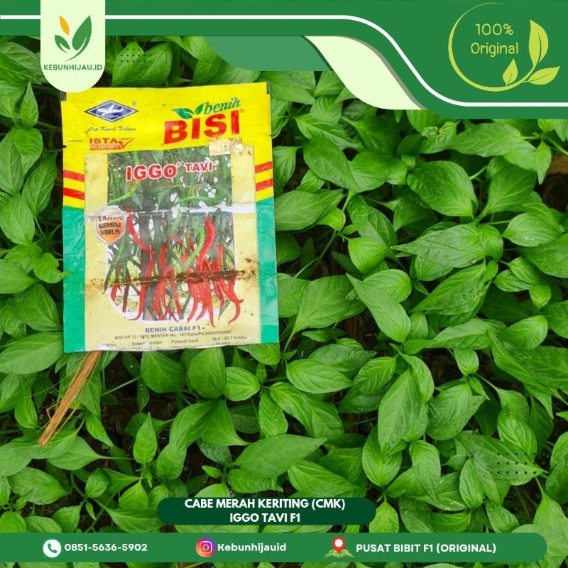 BIBIT CABE MERAH KERITING IGGO TAVI F1