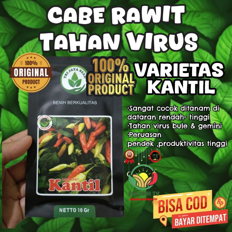 

Cabe Rawit Tahan Virus KANTIL 10 GR, cocok di tanam di lahan yg sudah endemik virus, sudah anti layu, dan anti jamur spora.