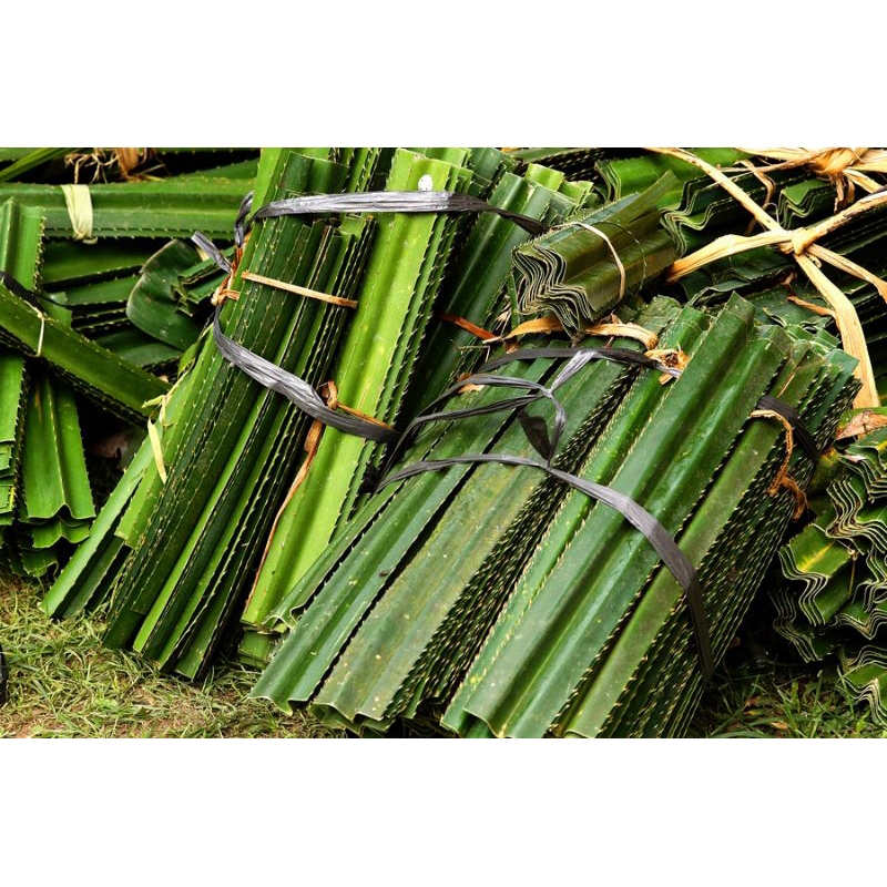 

daun pandan duri/daun tikar/kerajinan fresh segar per lembar herbal banyak manfaat