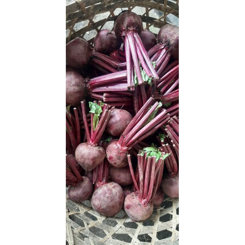 

termurah buah bit beet root fresh 1 kg ukuran sedang kualitas super spek market