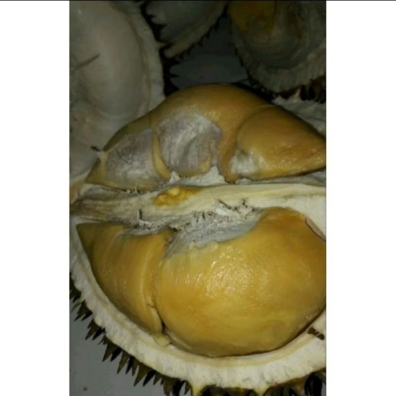 

TERLARIS!! PROMO!! Durian Bawor Termurah