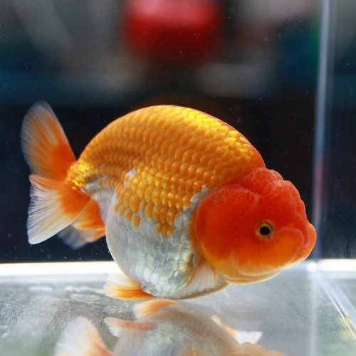BELI 5 BONUS 1 - ikan mas koki ranchu rw / ranchu quality / ikan mas koki lionchu