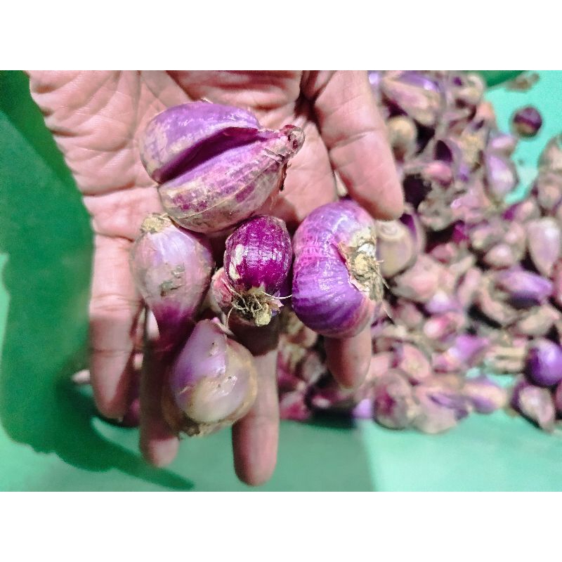 

Brambang besar/bawang merah