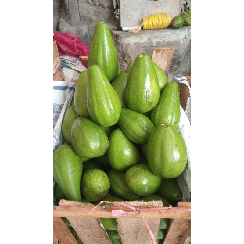

Alpukat mentega super bergaransi