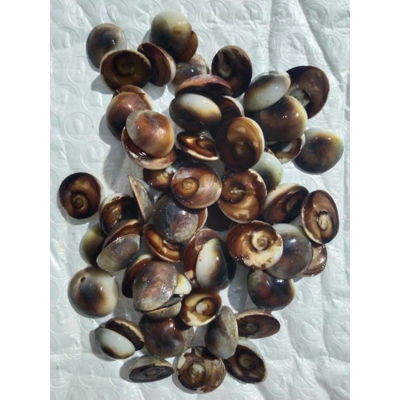 kiong kijing buntet 10 biji