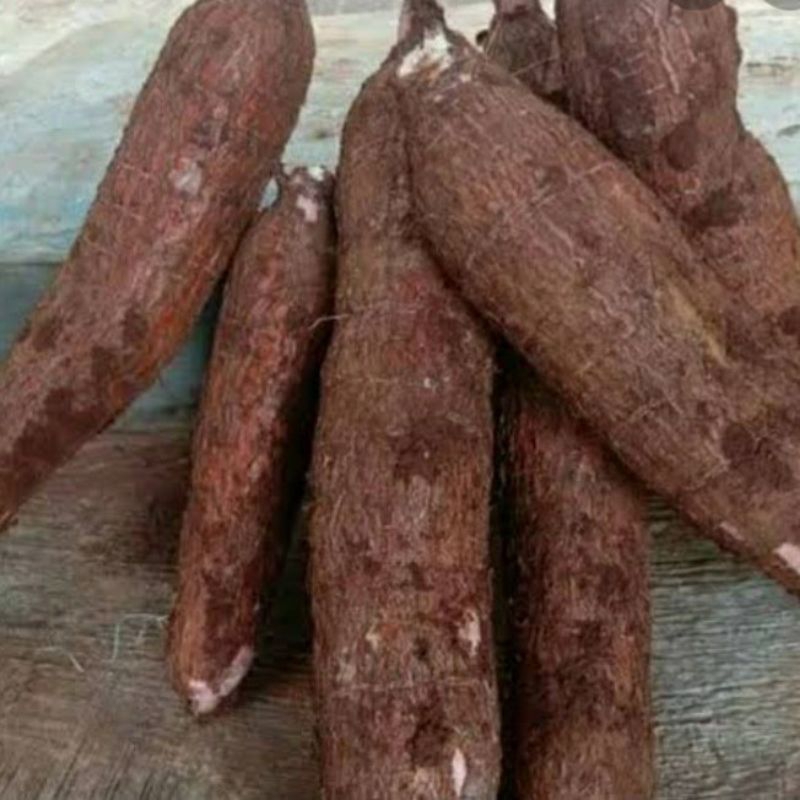 

Buah singkong untuk makanan 1kg