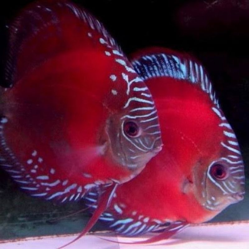 Hiasan Aquarium Discus Red Alenquer