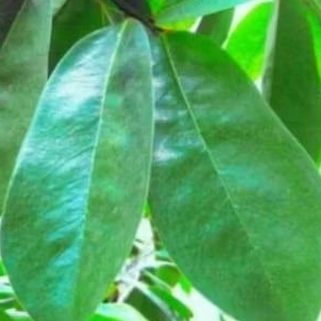 

Daun sirsak organik 100 lembar