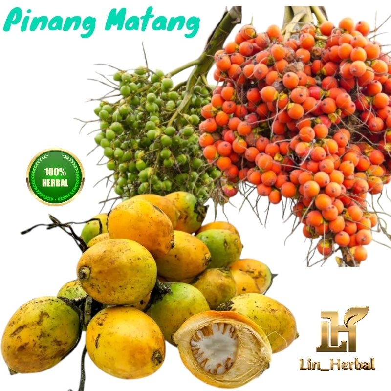 

Buah Pinang Kuning Matang Segar Organik Food 500 Grm Sudah izin PIRT