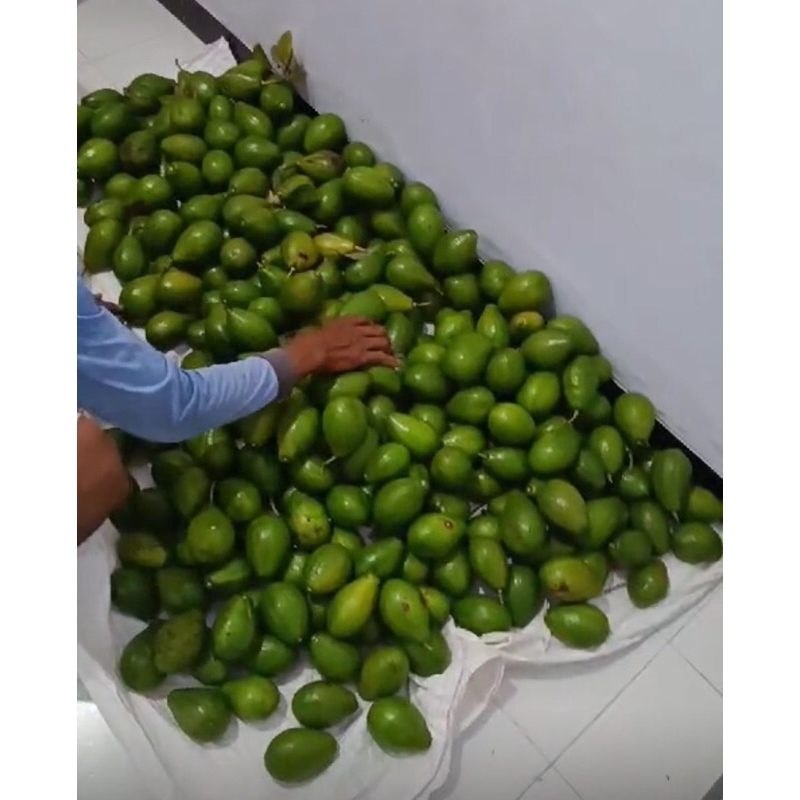 

buah alpukat