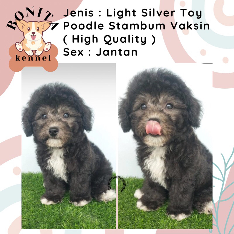 Silver Toy Tiny Poodle Stambum Jantan Betina Anak Anjing Poodle Silver