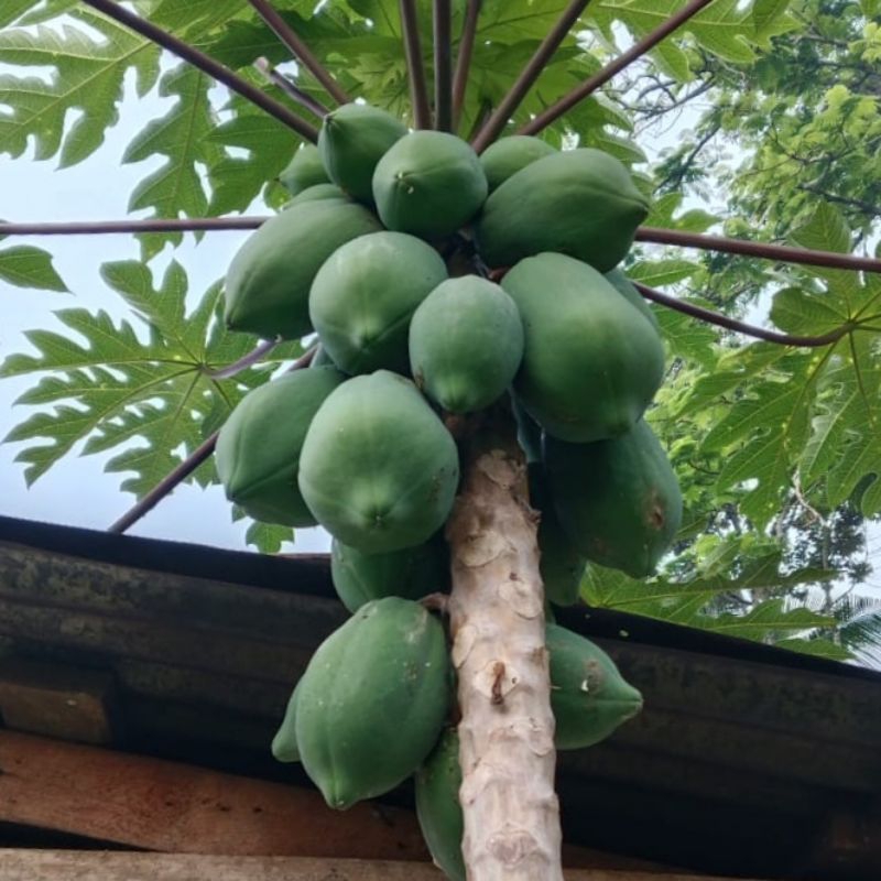 

{ Ready Stock } pepaya muda/pepaya mentah/pepaya bulat utuh | pepaya untuk sayur
