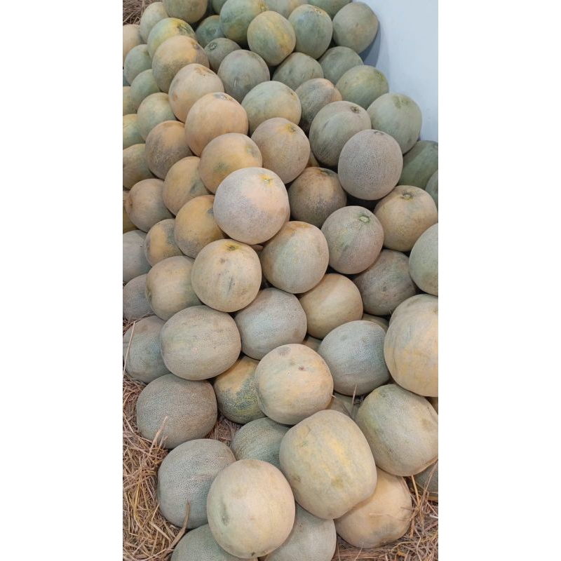 

Melon Fresh