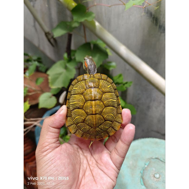 Kura Air Brazil / Red Ear Slider Medium