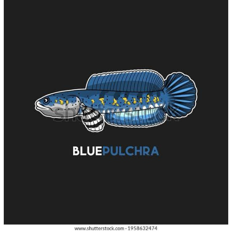 

sticker channa pulcra 8-9cm