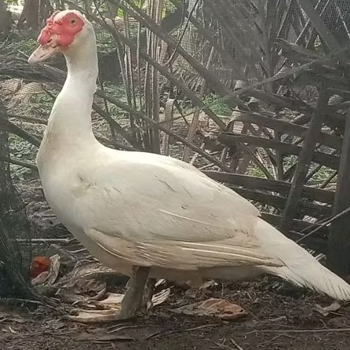 telur entok jumbo asli leher panjang bisa di tetaskan