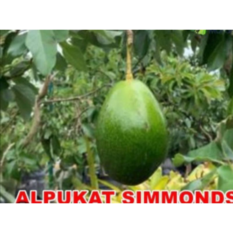 bibit alpukat simond okulasi
