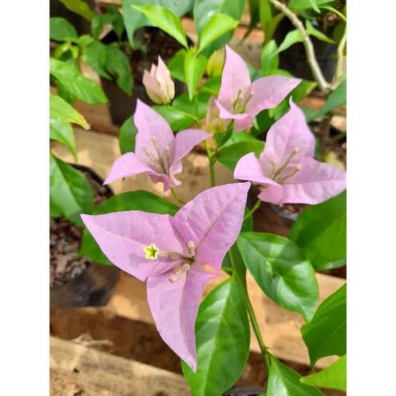 bibit tanaman Bougenville Bangkok ungu purple