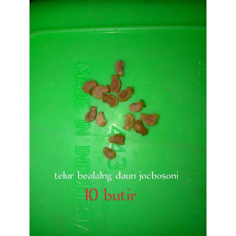 

telur belalng daun jambu 10bitir