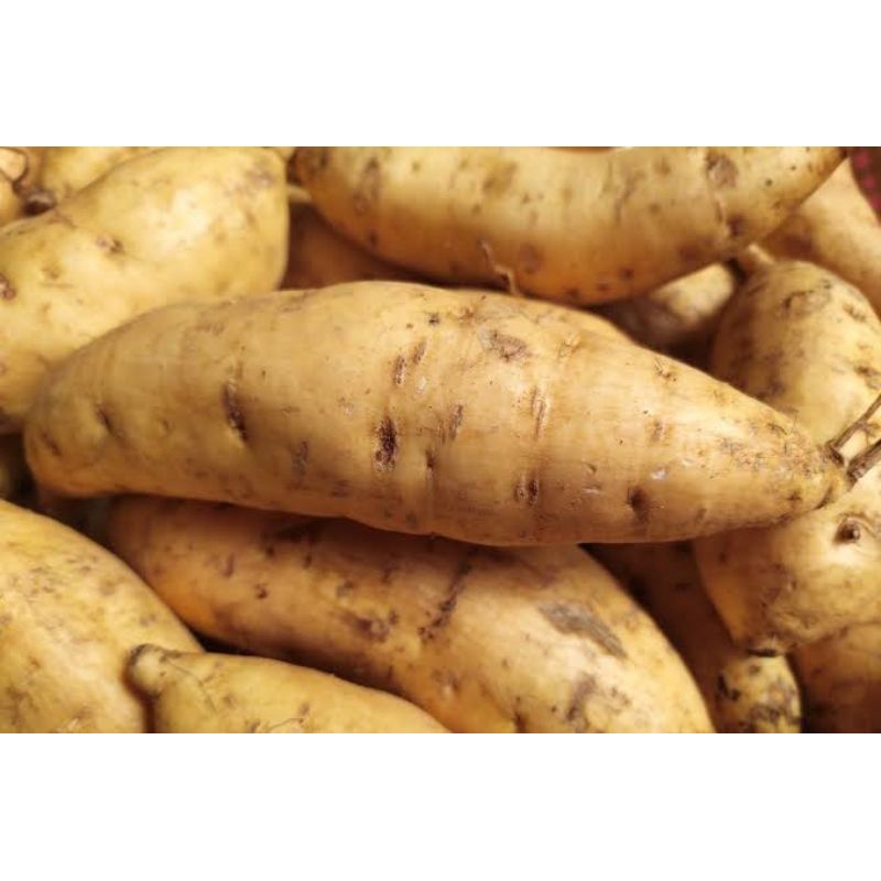 

Ubi Madu Cilembu manis legit kemasan 1 kg bisa cod super besar