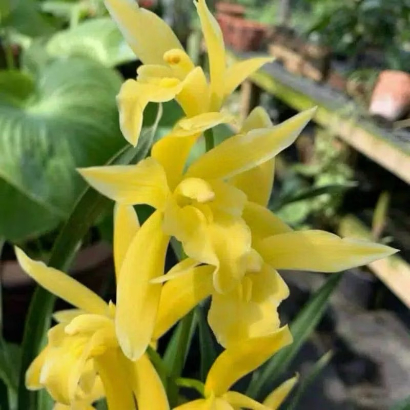 Tanaman hias anggrek cymbidium golden boy // anggrek tanah golden boy