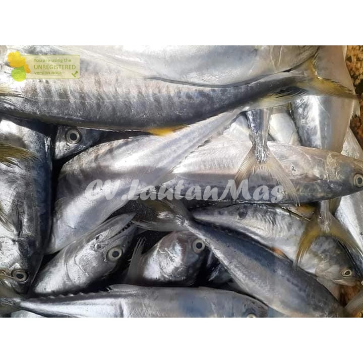 

Ikan Baby Tenggiri Segar Ikan Tengiri Kecil 1Kg