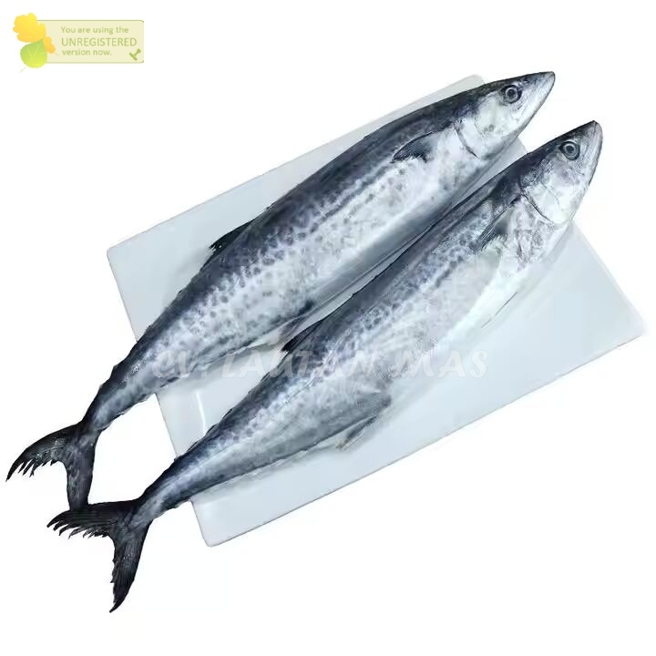 Ikan Tenggiri 1Kg Ikan Tenggiri Segar Ikan Tenggiri Gepeng Ikan Tengiri Betina