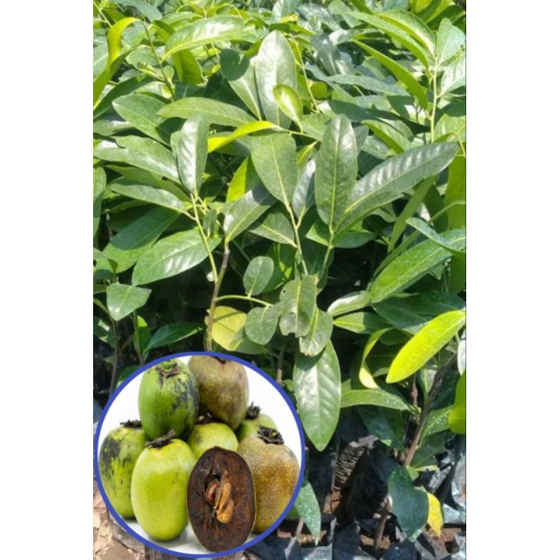 Bibit tanaman buah black sapote jumbo hasil okulasi.