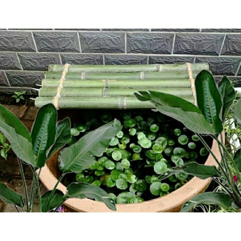 Glodok bambu hijau,dekorasi kolam ikan,aksesoris bambu terbaik