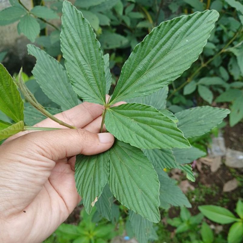 

100 lembar daun opo opo di gunting bersama batangnya / otok otok segar daun tolak sawan