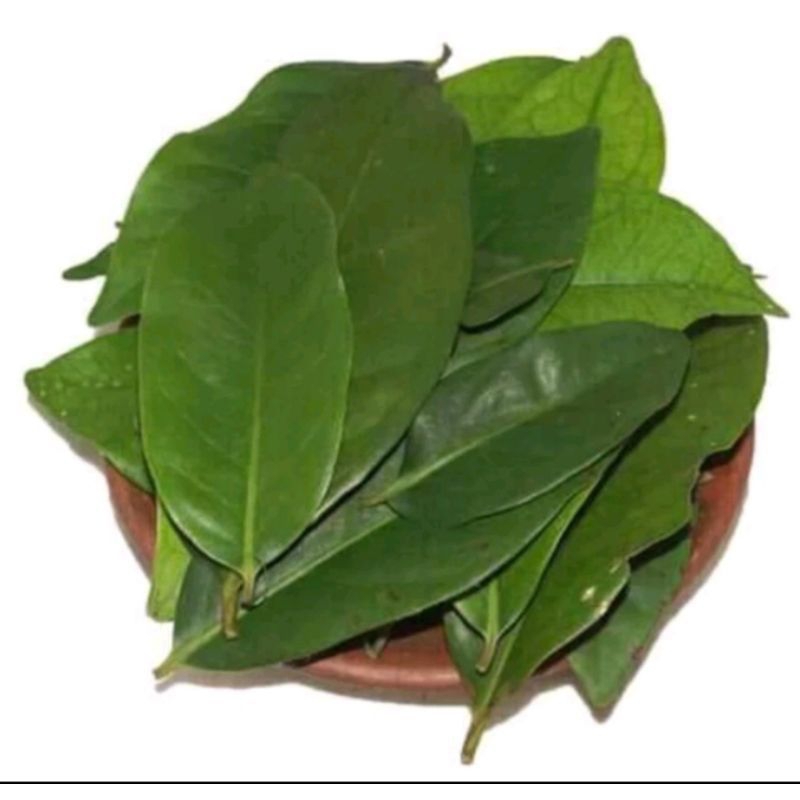 

Daun Salam Segar di petik dadakan/harga per lembar