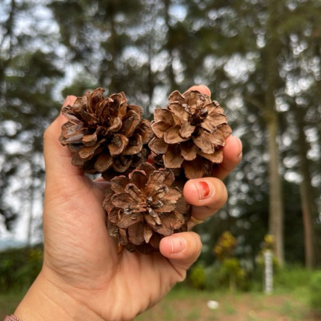 Bunga pinus / Biji pinus Asli untuk Hiasan dan kerajinan