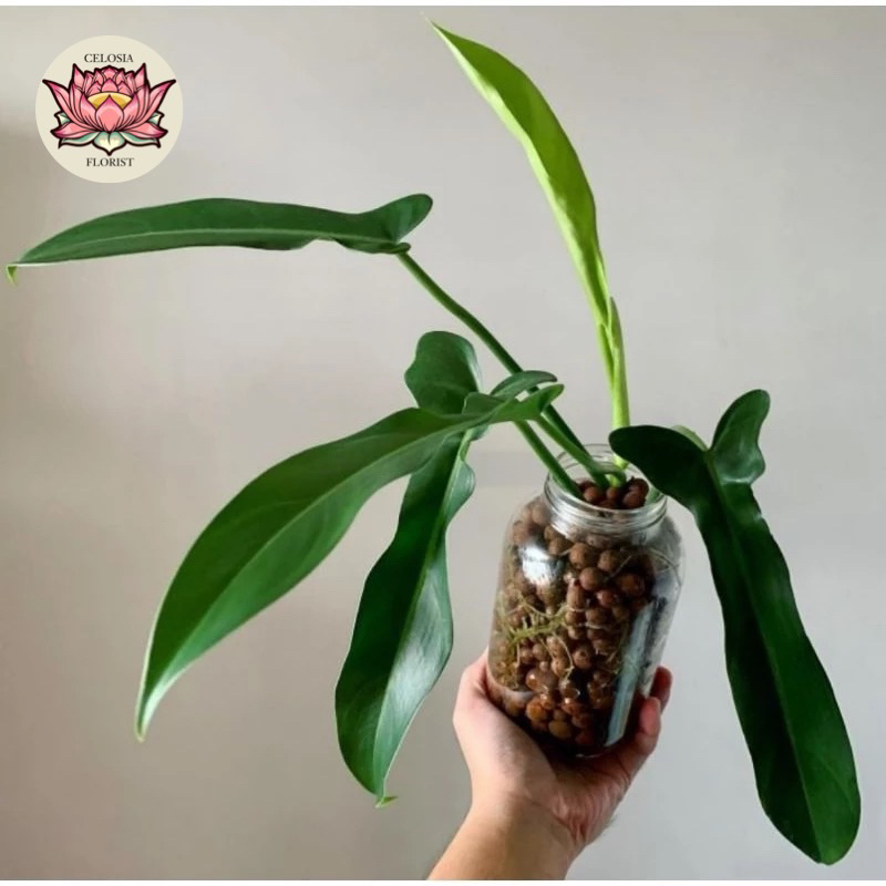 pilodendron jerihoney