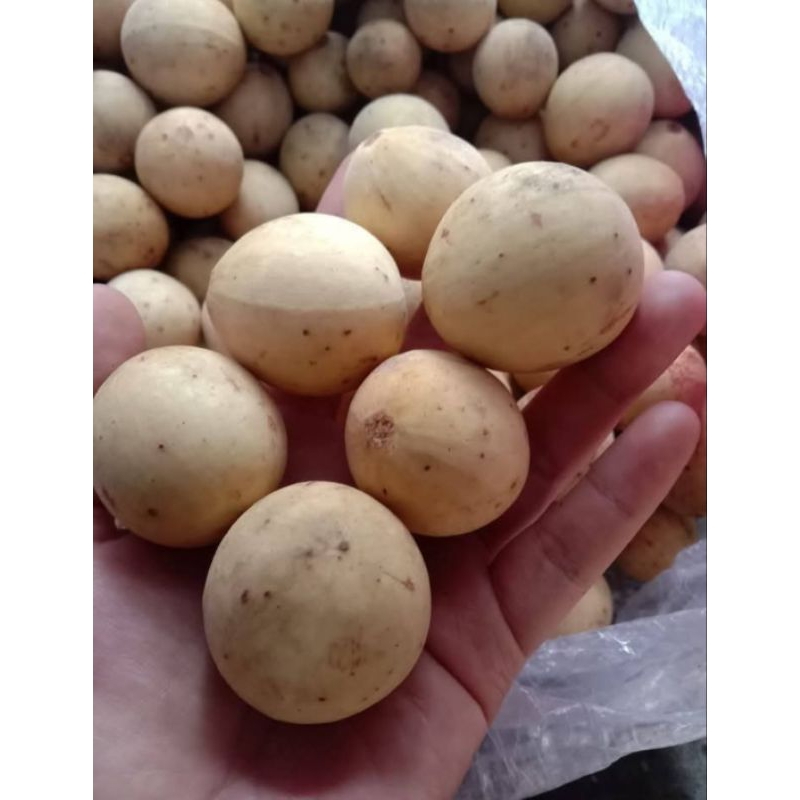 

Buah Duku Palembang Super