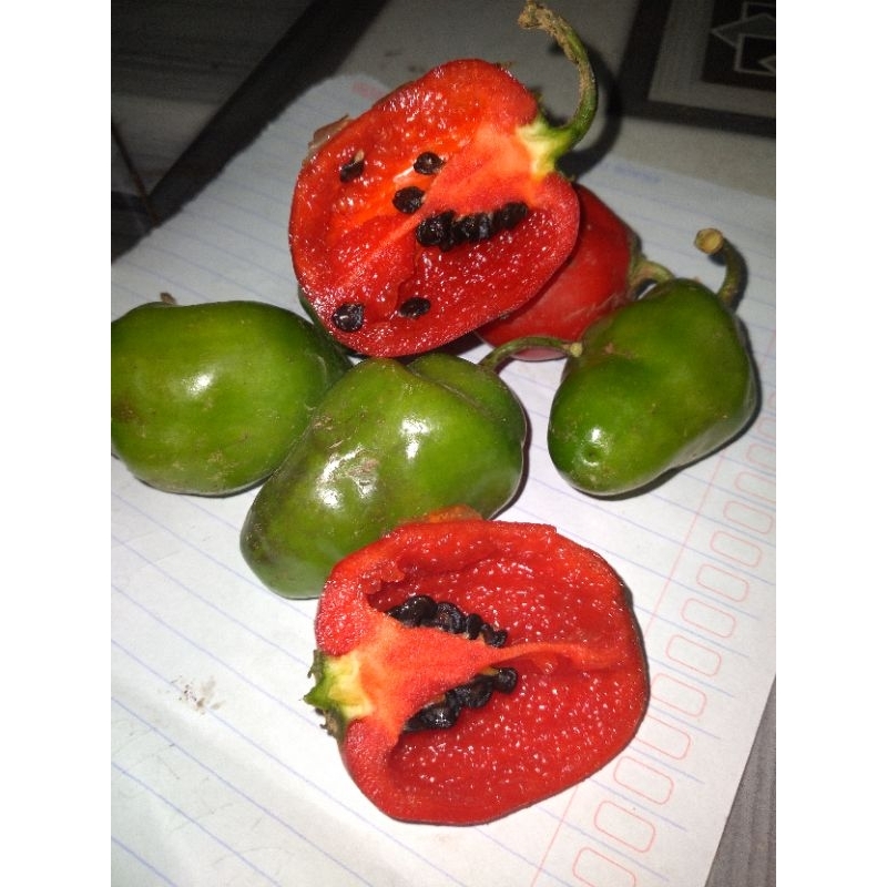 

cabe dieng gendot,murah 500gr