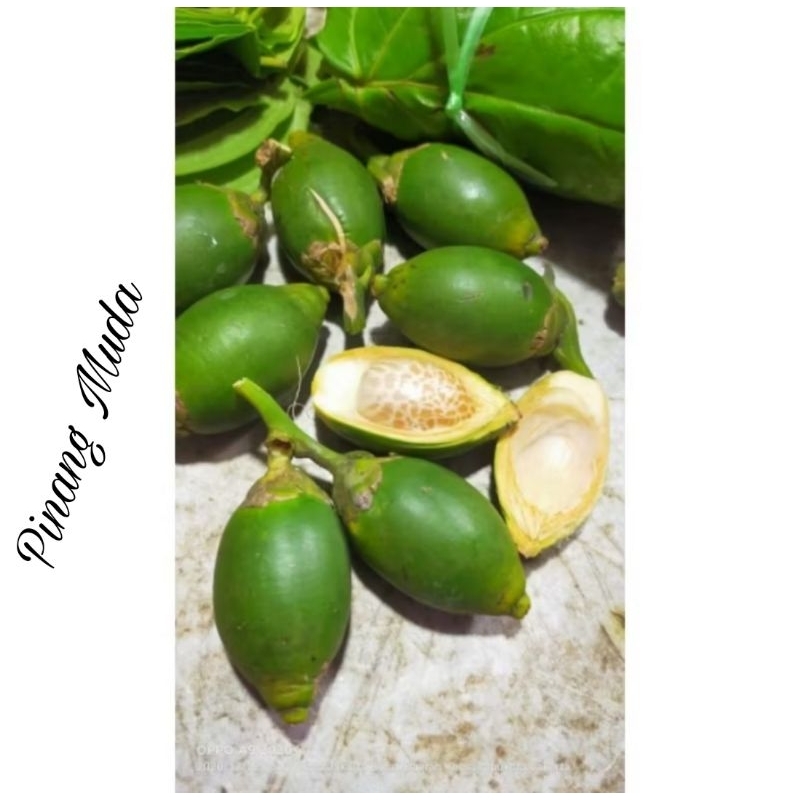 

Pinang muda segar baru petik 1 kg