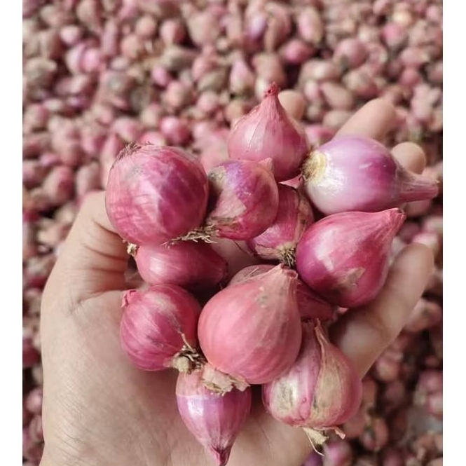 

Bawang Merah Nganjuk Kering 1kg UK Sedang Garansi