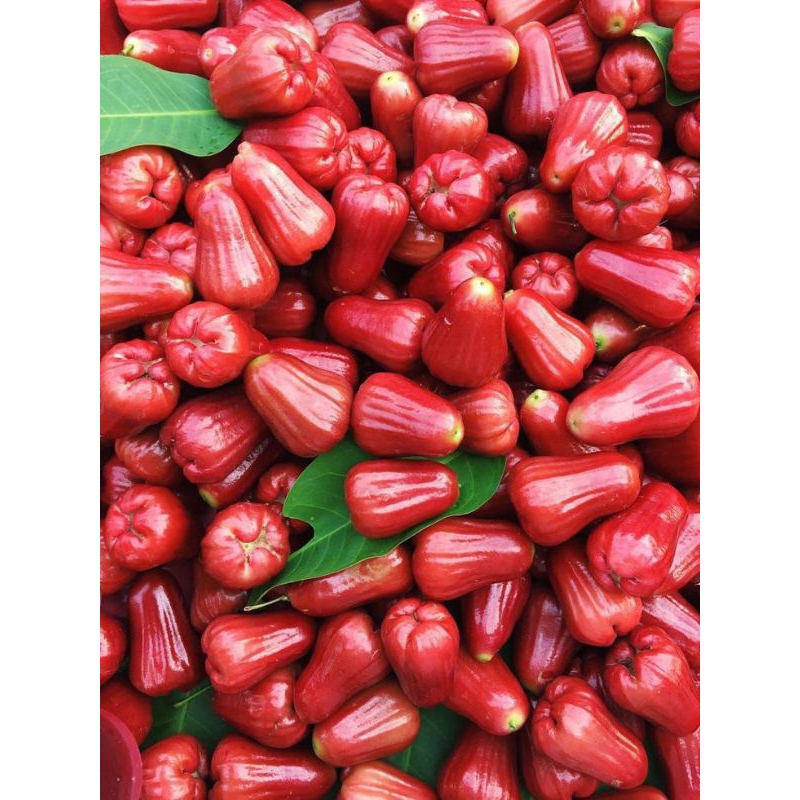

Jambu air fress