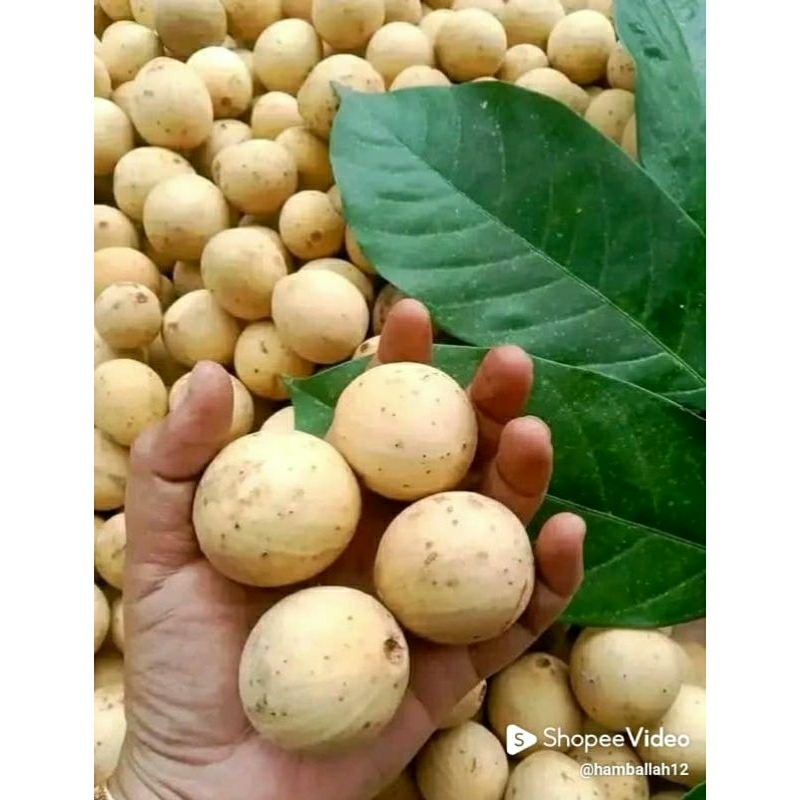 

Dukuh Palembang manis