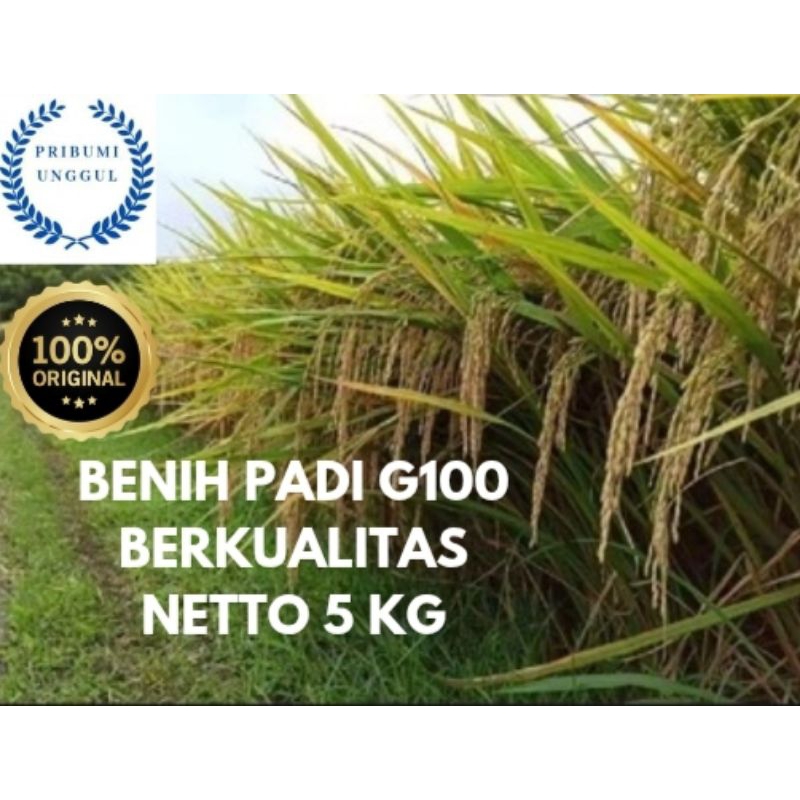 BENIH BIBIT PADI G100GALUR GANDARIA100 PREMIUM ORI BERKUALITAS KEMASAN 5KG