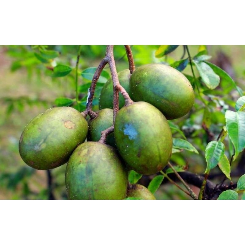 

buah kedondong mentah segar 1 kg untuk rujak dan manisan