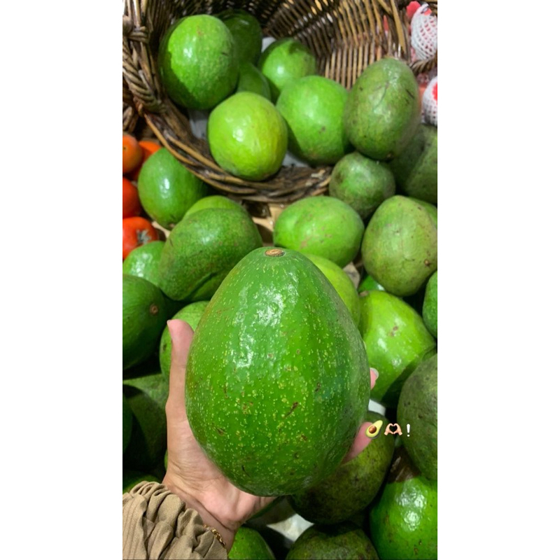 

alpukat mentega premium isi 15kg